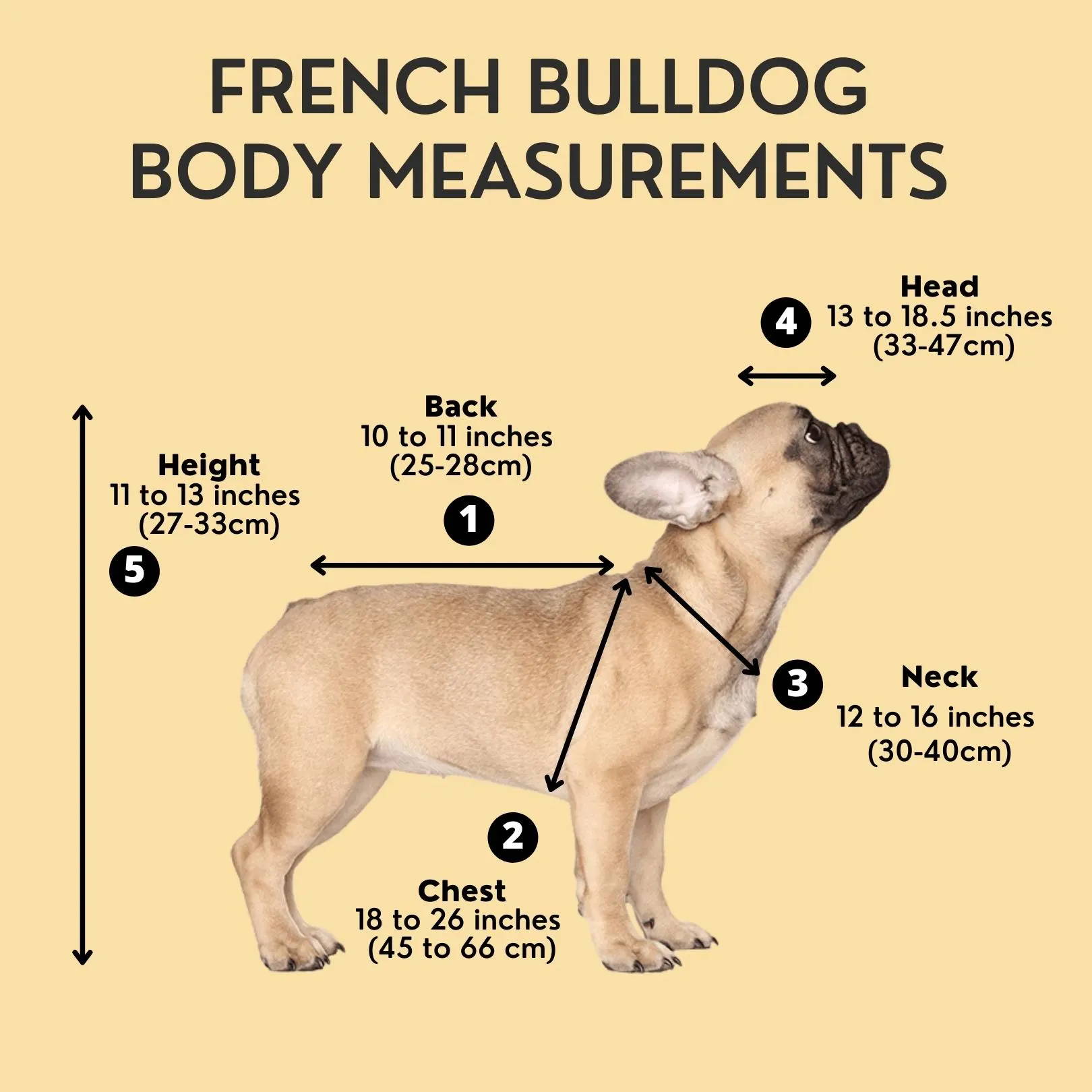 📌 22 Fascinating Facts About French Bulldogs Bijou and Co.